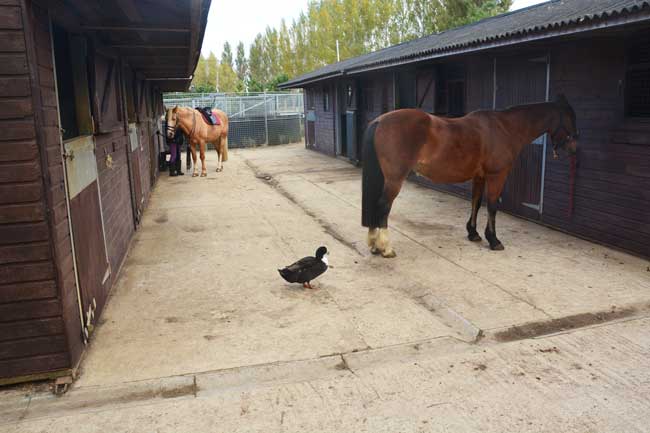 Stables