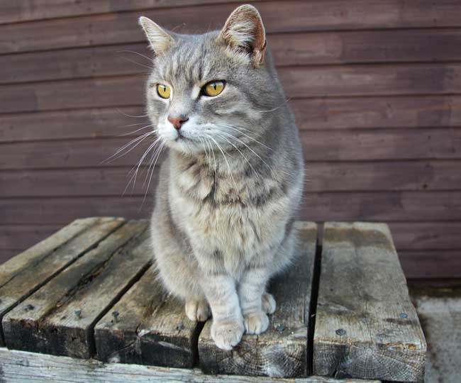 Rosie