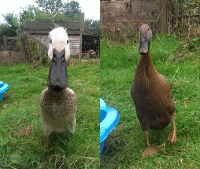 Saphie and Rupert